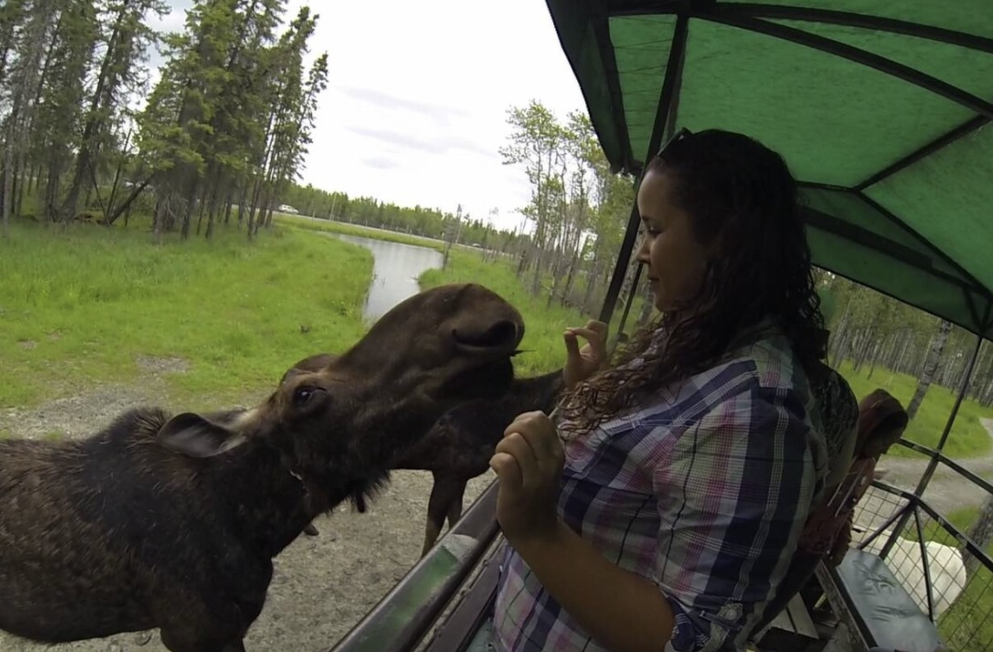 Moose visits the writer on a tour at Cedar Meadows