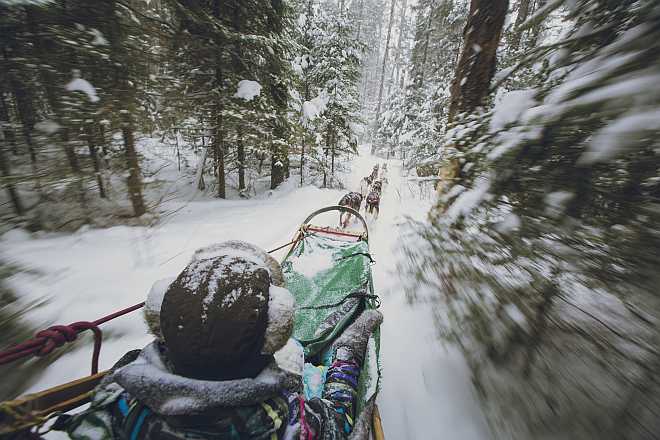 Dogsledding