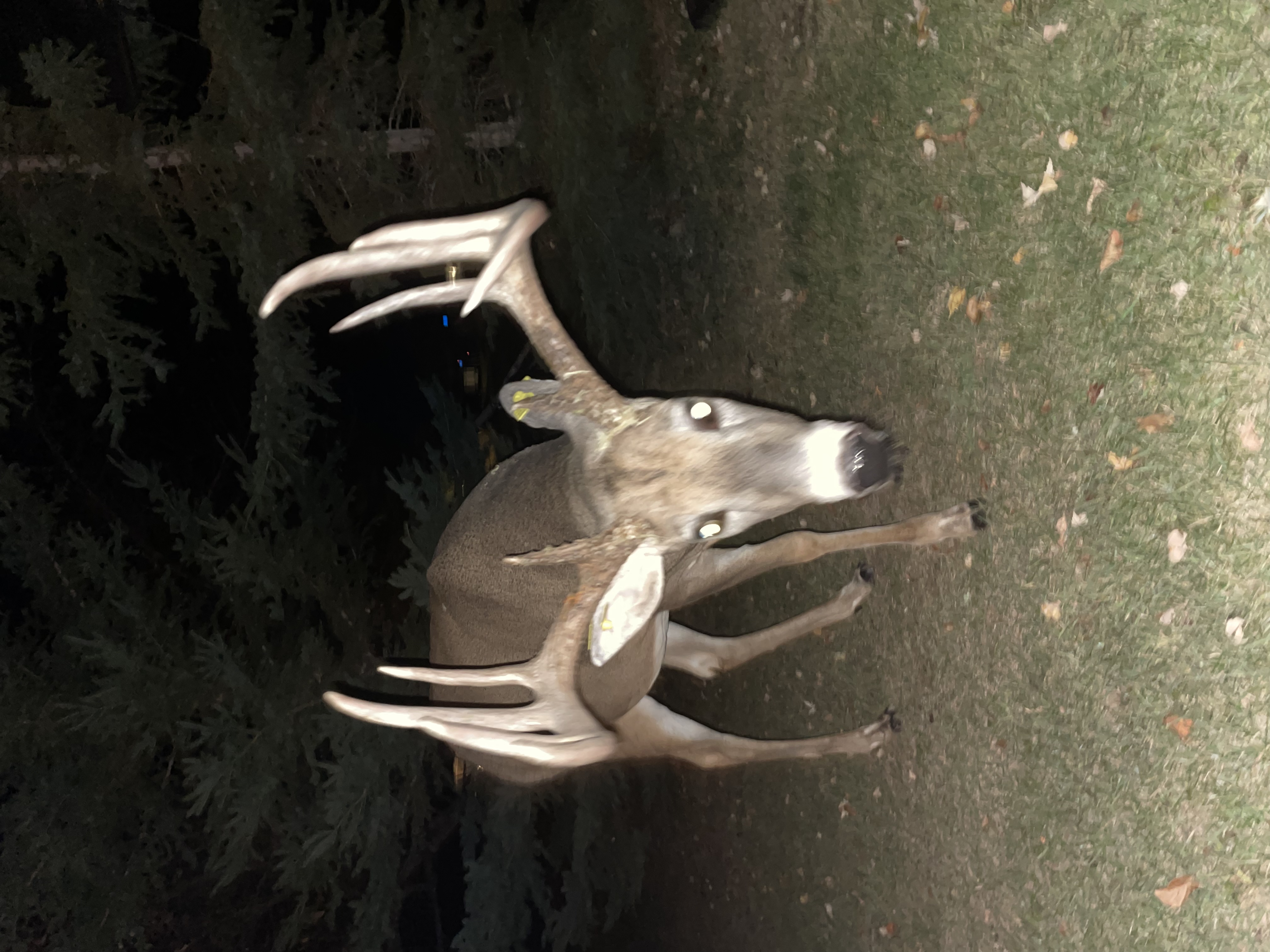 Imagine finding this deer's shed!