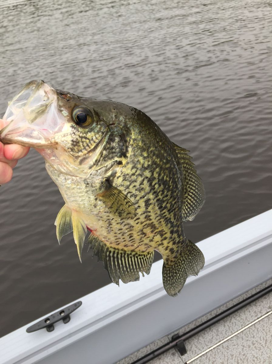 Crappie fishing in Northwestern Ontario.
