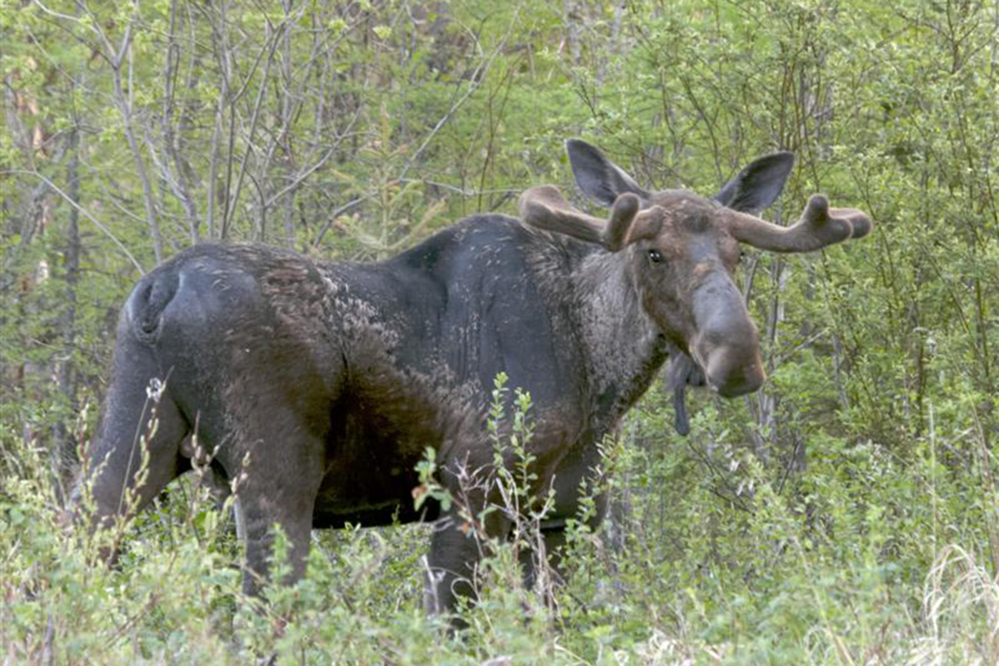 chapleau-game-preserve-moose.jpg chapleau-game-preserve-moose.jpg