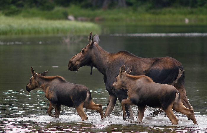moosefam.jpg moosefam.jpg