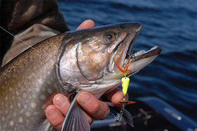 roosetertail vibric spinner brooktrout