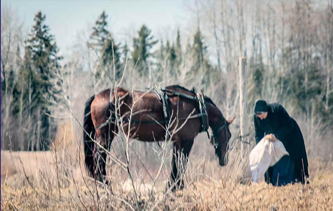 MennoniteFeedingHorse sheriminardi