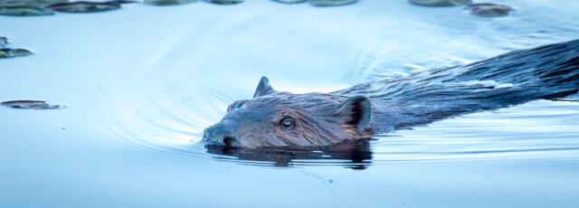 WhitefishIsland beaver