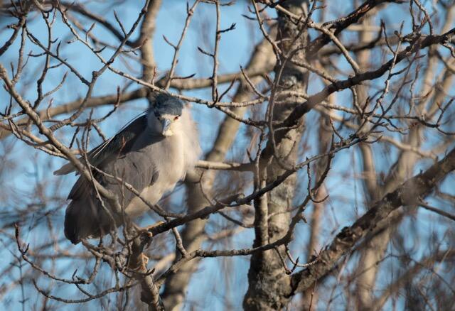 WhitefishIsland bird