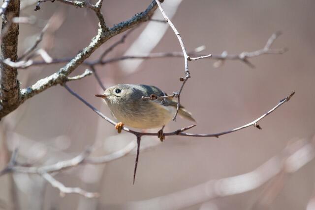 WhitefishIsland bird2