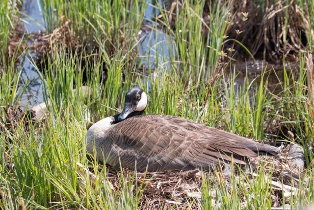 WhitefishIsland canadagoose