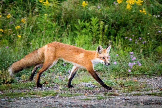 WhitefishIsland fox