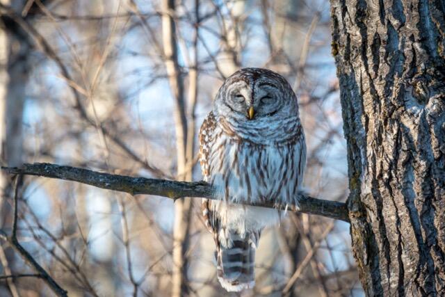 WhitefishIsland owl