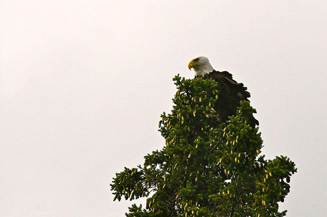 baldeagle