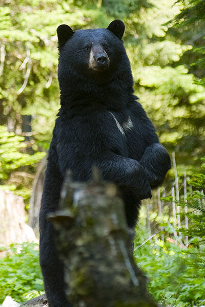 black bear