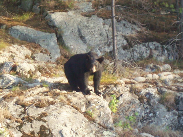 WildlifeonGeorgianBay
