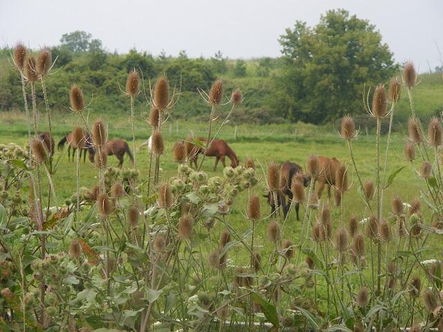 horse in field