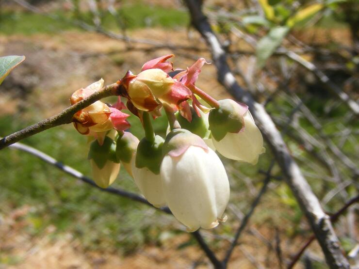 COPETOWN 1 resized 630