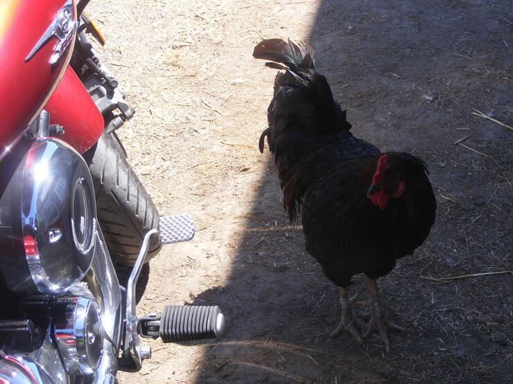 HARRINGTON 3 resized 630 again