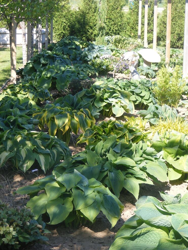 JERRYS AND HOSTAS 3 resized 630 again