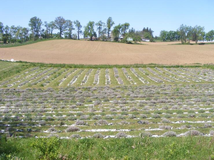 WEIRS 2 resized 630 again