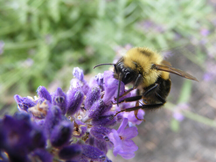 BEE ON LAVENDER IN KATS GARDEN SMALLER