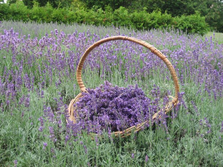 LAVENDER GARDEN SMALLER