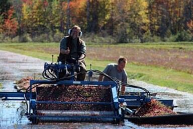 cranberry harvest 64