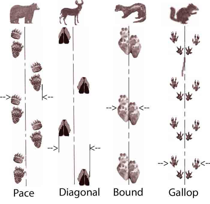 Canadian Wildlife Federation track patterns