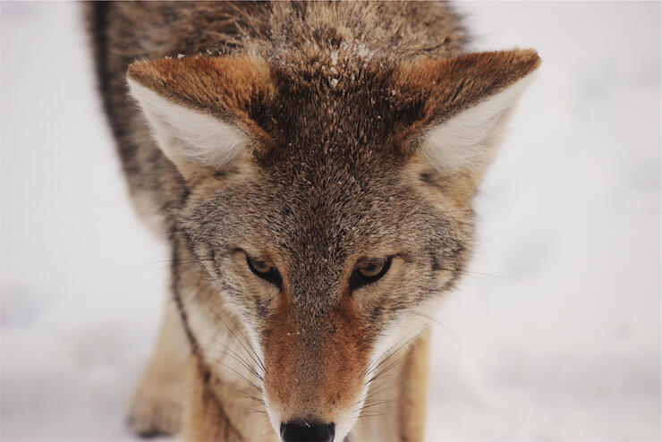 fox- no credit needed unsplash