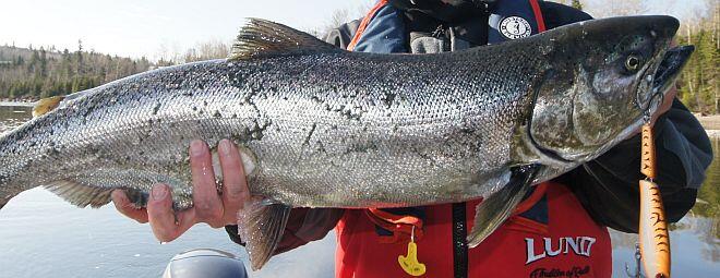 Big Nipigon River salmon