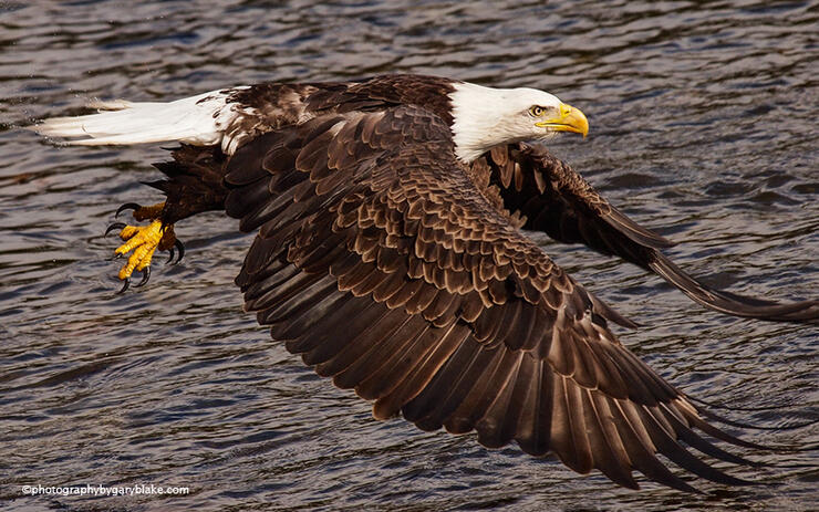 Bald-Eagle-Photography-by-Gary-Blake