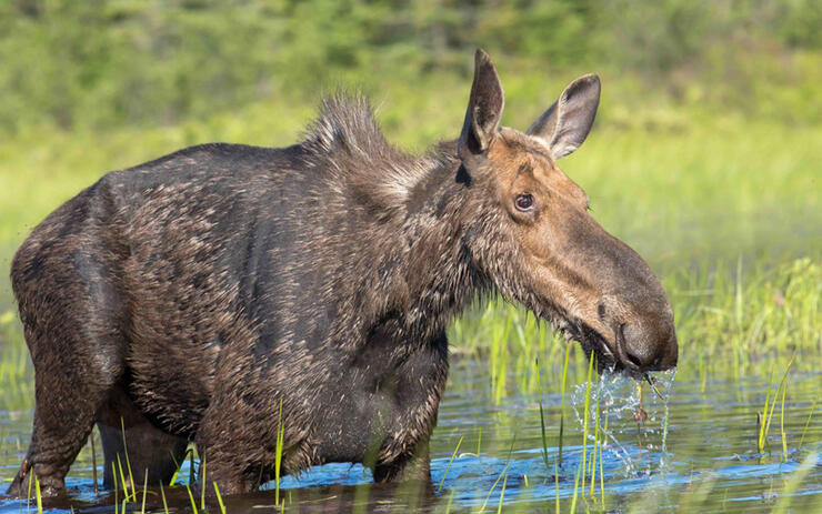 Moose-feeding-on-water-lily