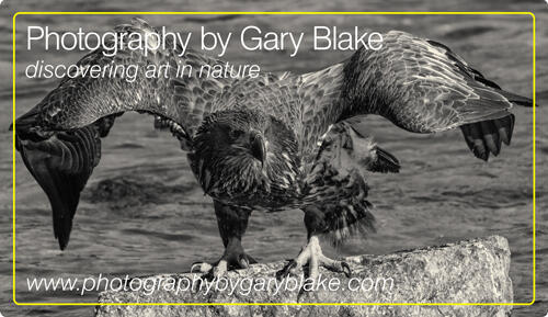 Logo-Gary-Blake