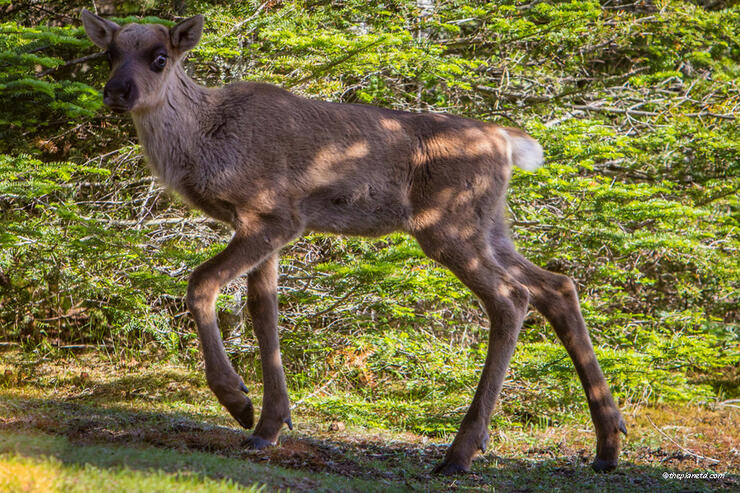 Caribou-Kayaking-slate-islands-ontario-8-X2
