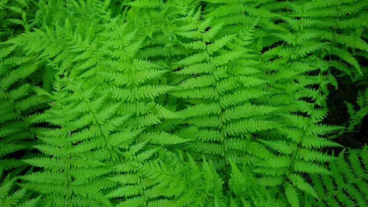 FinnHillHUBTrail2 johnodonnell