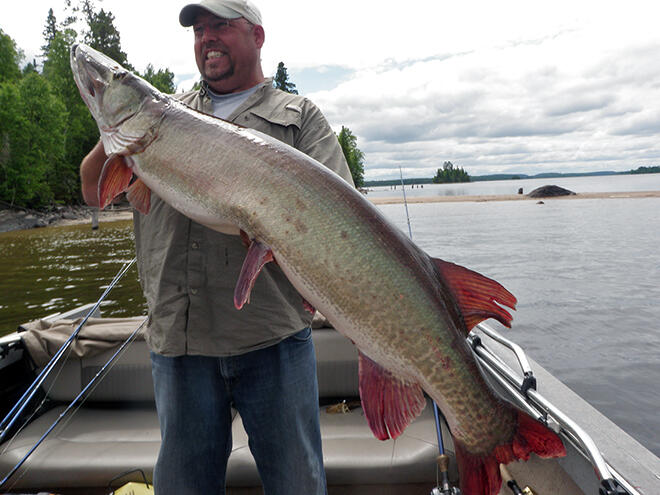 With Ben's guidance, this massive muskie muskie was caught by a guest at Moosehorn Lodge.