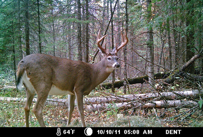 Whitetail deer on a trail cam in Northwest Ontario