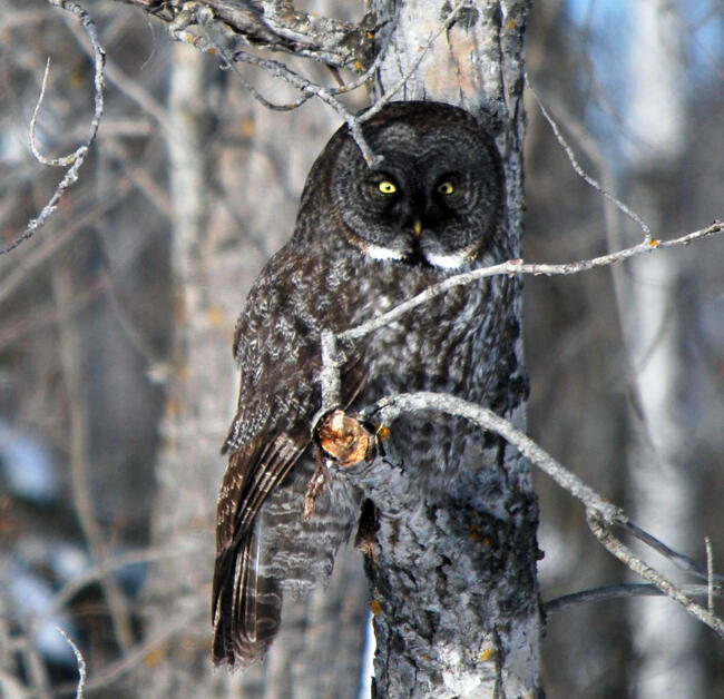 Gray Owl by Mickey Gustafson