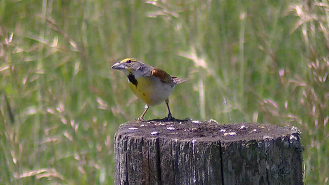 Rainy-River Birding - Dickcissels