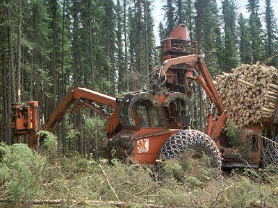 lumber and forestry in Ear Falls