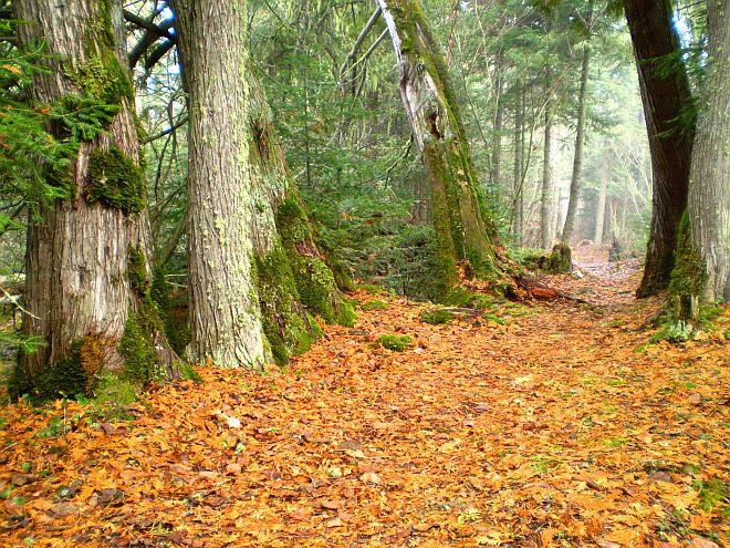 Hurkett Cove Cedars