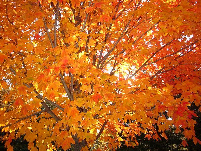 Maple Trees in Thunder Bay