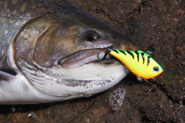 fire tiger rippin rap