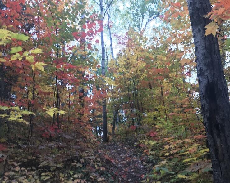 Colourful leaves on trees and on trail