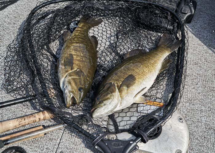 2 smallmouth bass in net