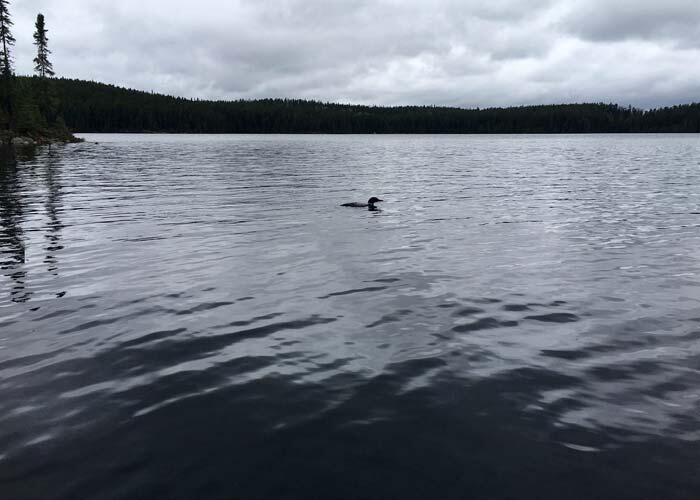 northern ontario loon