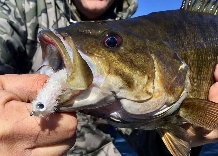 smallmouth bass with fly