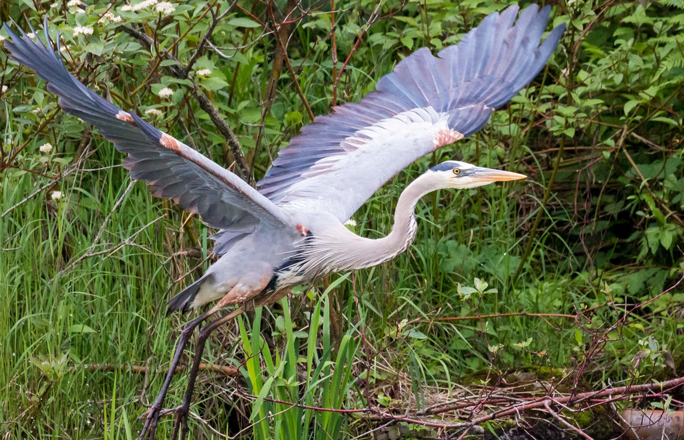 whitefishisland_blueheron.jpg whitefishisland_blueheron.jpg