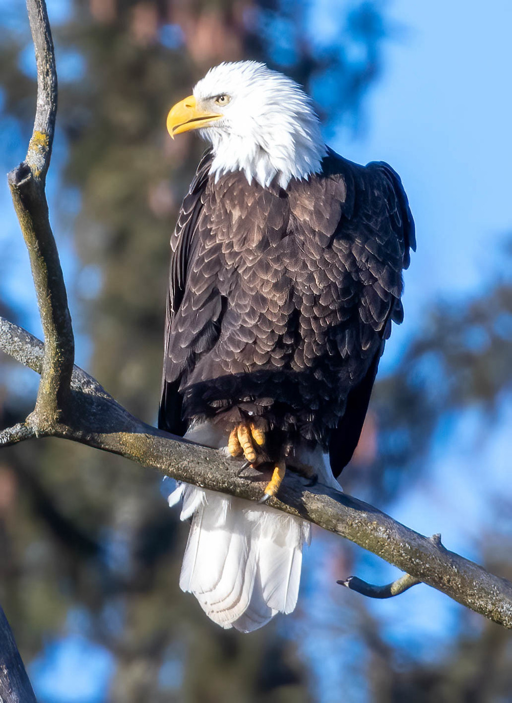 Bald eagle perched on a tree branch.