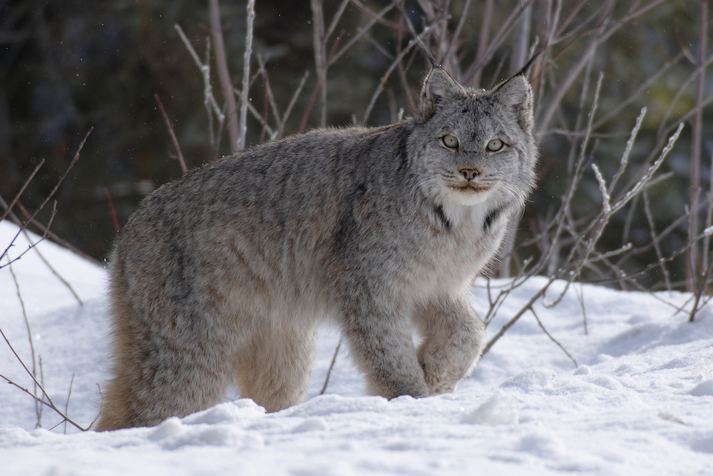 Lynx in the snow.