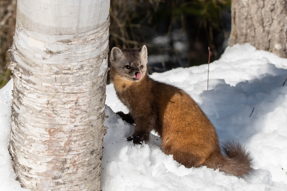 Marten on the snow.