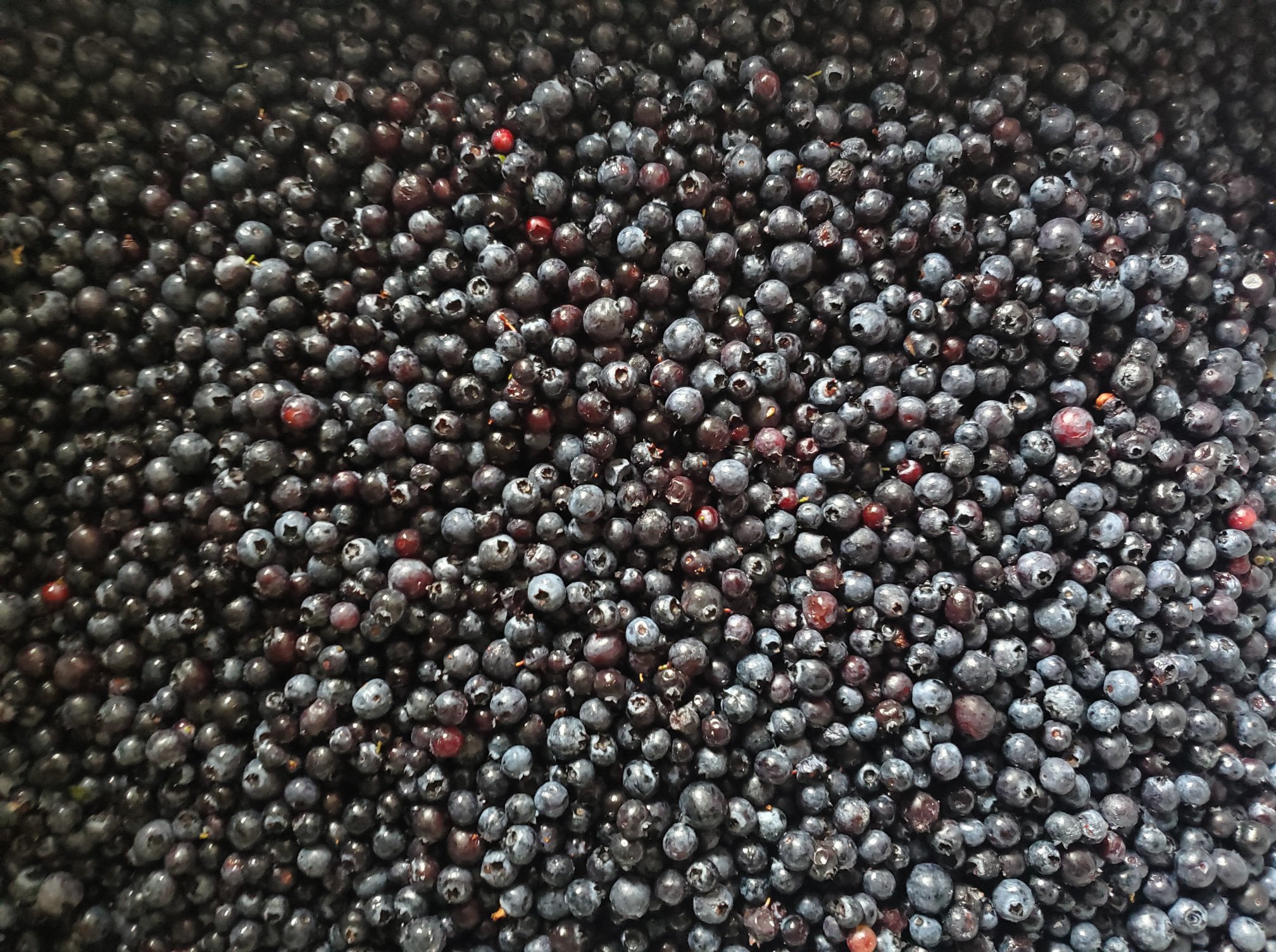a frame filled entirely with picked wild blueberries from the Nipigon Blueberry Blast Festival